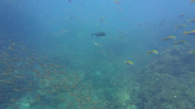 Richelieu Rock, Thailand: Underwater footage of a giant trevally swims among small glass fish and yellow snappers during a dive in the Richelieu Rock site in the Andaman sea 