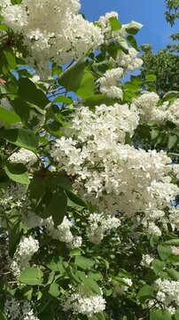 Lilac tree in full spring bloom, fragrant white flowers, green leaves, peaceful garden nature beauty.