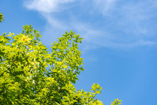 Looking up, yellowish-green leaves occupy the left and bottom, with a blue sky and thin clouds in the upper right.Nature background.