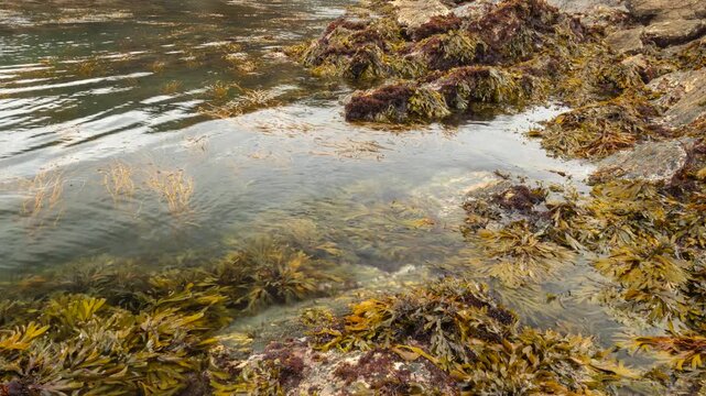 Timelapse of tide going out in a rocky Cornish cove, revealing seaweed covered rocks, Coombe Beach near Fowey, Cornwall UK