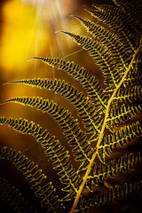 golden autumn fern leaf in a forest © Melinda Nagy