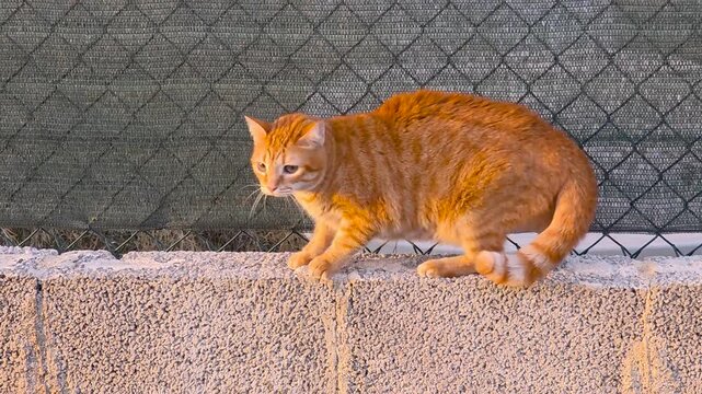 Fierce ginger cat arching its back and hissing with open mouth on a fence in defense position. Full-body shot of an aggressive red tabby cat reacting to a threat outdoors.