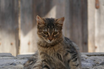 Grumpy, cute street cat © Luc