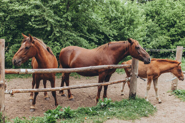 Fototapeta premium Three Polesie horses (two adults and foal) standing in wooden paddock. Family, nature, horse breeding, rural life, animal husbandry, agriculture.