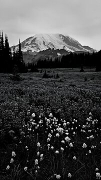 Mount Rainier paintbrush and lupine meadow with mountain backdrop