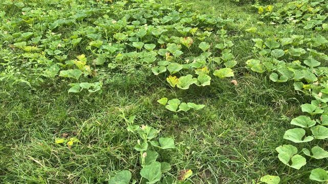 Lush green pumpkin patch sprawling across grass