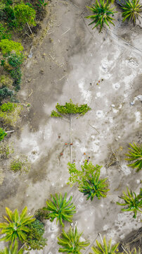 Aerial view of the volcanic ash landscape in Sumberwuluh with palm trees and people walking across the grey terrain in Candipuro, East Java, Indonesia.