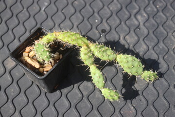 Opuntia fragilis Fraser Valley BC Canada kwiat żółty opuncja kaktus © Perovskia