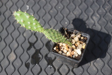 Opuntia fragilis Fraser Valley BC Canada kwiat żółty opuncja kaktus © Perovskia