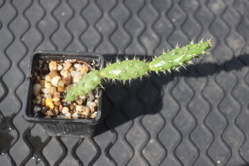 Opuntia fragilis Fraser Valley BC Canada kwiat żółty opuncja kaktus © Perovskia
