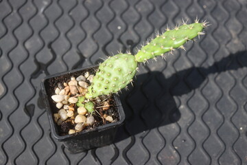 Opuntia fragilis Fraser Valley BC Canada kwiat żółty opuncja kaktus © Perovskia