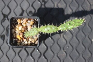 Opuntia fragilis Fraser Valley BC Canada kwiat żółty opuncja kaktus © Perovskia