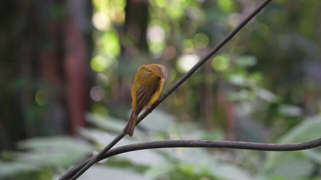Gray-headed Canary Flycatcher roosting on wire, Nilgiri forest backdrop