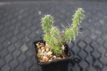 Opuntia fragilis Fraser Valley BC Canada kwiat żółty opuncja kaktus © Perovskia