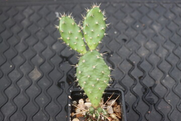 Opuntia fragilis Fraser Valley BC Canada kwiat żółty opuncja kaktus © Perovskia
