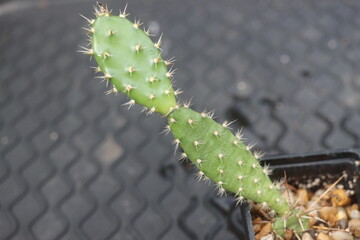 Opuntia fragilis Fraser Valley BC Canada kwiat żółty opuncja kaktus © Perovskia