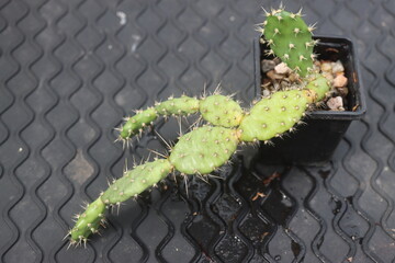 Opuntia fragilis Fraser Valley BC Canada kwiat żółty opuncja kaktus © Perovskia