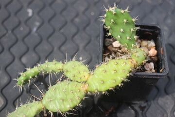 Opuntia fragilis Fraser Valley BC Canada kwiat żółty opuncja kaktus © Perovskia