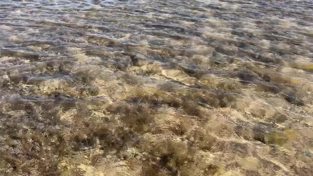 Coral reef shallow water, clear turquoise sea, sunlight rays, colorful marine life, peaceful tropical paradise.