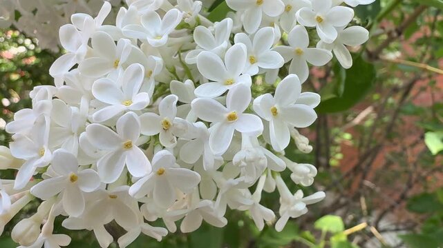 Close-up view of white lilac blossoms, delicate petals, clusters, spring freshness, soft natural beauty.