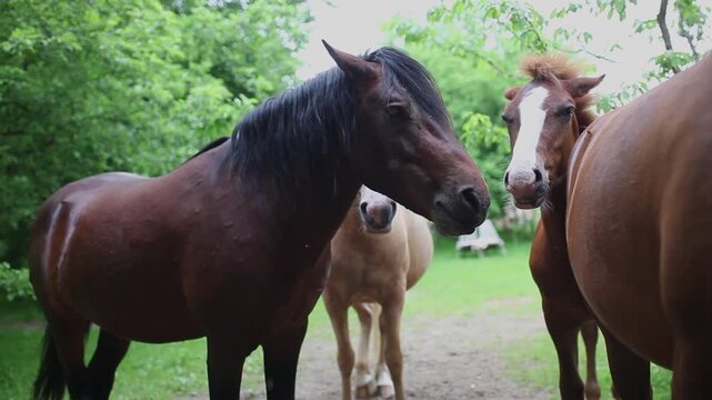 Herd of Polesian horses grazing in green summer forest pasture. Close-up group of horses in their natural environment. Connection between humans and nature, rural life, beauty of horses.