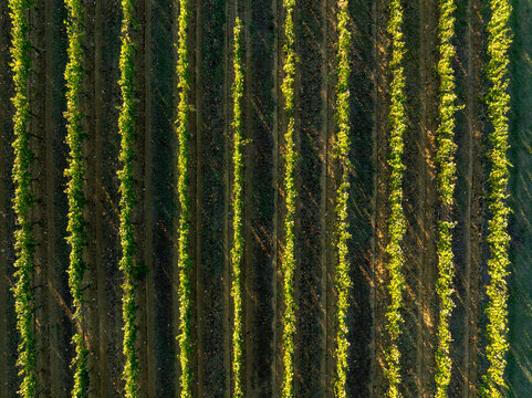Aerial view of lush green vineyard rows stretching across the landscape with long shadows cast by the sun in Faenza, Emilia-Romagna, Italy.
