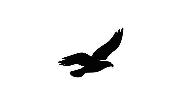 Eagle silhouette flying graphic vector illustration on white background
