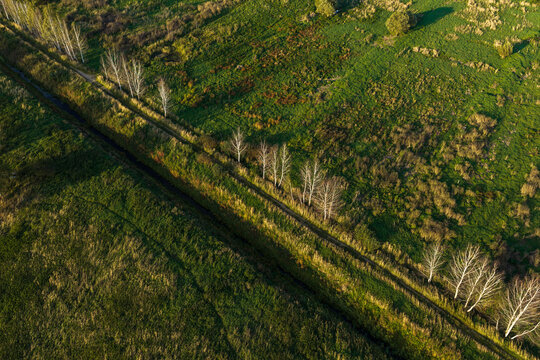 Aerial view of a rural landscape featuring a narrow path lined with bare trees cutting through lush green fields in Kaisiadorys, Kaunas County, Lithuania.