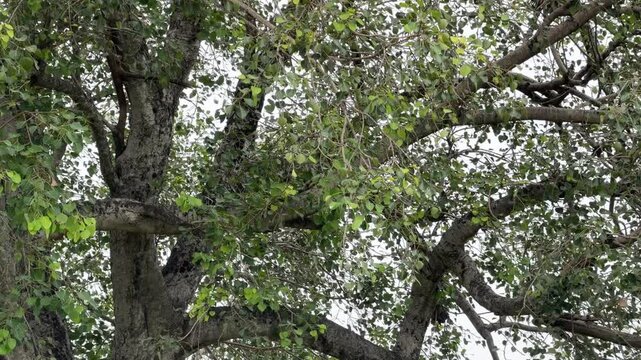 Leaves of the peepal tree swaying in the wind