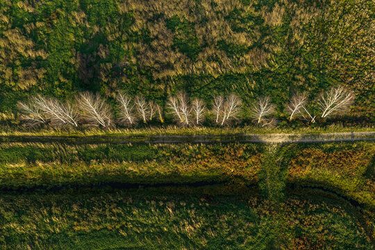 Aerial view of a row of bare trees lining a dirt path through lush green and golden fields in the countryside of Kaisiadorys, Kaunas County, Lithuania.