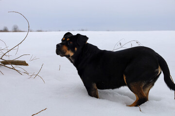 A large black and tan rottweiler dog stands in deep snow in the middle of a snowy field. The animal attentively looks aside against a cloudy winter sky backdrop. © Олег Струс