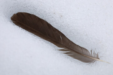 A dark bird feather lies on white icy snow. The contrast between the dark texture of the feather and the cold winter surface creates a concise image. A simple natural story highlights the quietness an © Олег Струс