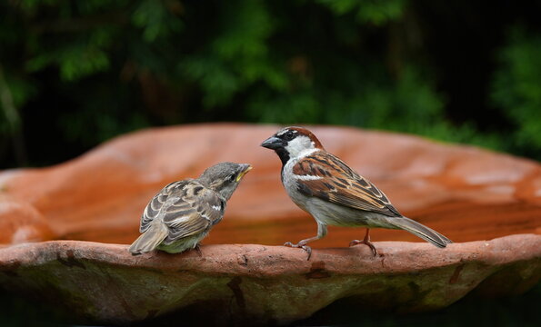 young sparrow begging for food