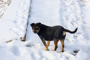 A black and tan rottweiler dog stands on a snowy path during a sunny winter walk. The animal looks attentively into the frame, leaving tracks in the white fluffy snow. Bright light highlights the beau © Олег Струс
