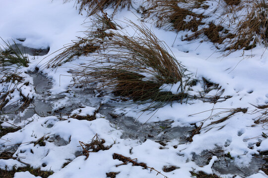Dry grass and sedge break through frozen water and fluffy white snow on a winter day. The thin ice emphasizes the contrast between natural textures and cold seasonal calm.