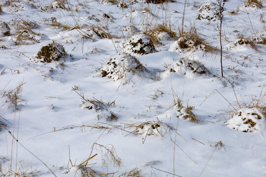 Small mounds of dry grass and tussocks break through a fresh layer of white snow in a meadow. Bright daylight emphasizes the voluminous texture of the winter ground and the contrast between dry vegeta