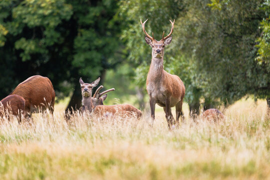 Red deer stand in tall grass near trees