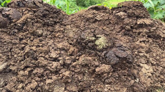 Indian village cow dung organic compost manure for the fields 4k footage.