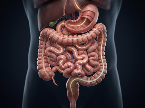 Human Digestive System Anatomy, Stomach, Intestines and Internal Organs