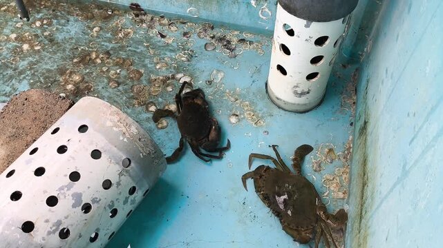 Mud crabs in aquaculture tank facility for seafood production and commercial farming.