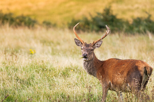 Close-up of a young red deer stag in a meadow