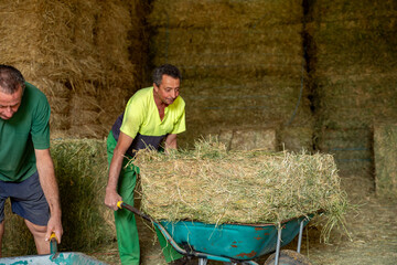 Two farmers transporting hay bales in wheelbarrows inside a barn, engaged in agricultural work and manual labor © JoseIMartin