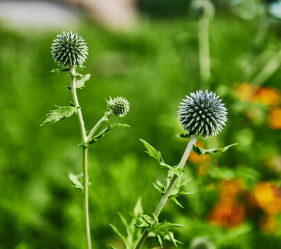 The spherical flower head of a globe thistle (genus Echinops)