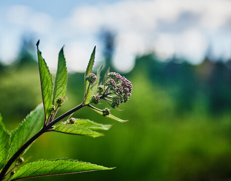 the developing flower buds and serrated leaves of Spotted Joe-Pye weed (Eutrochium maculatum)