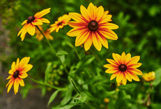 a Gloriosa Daisy (Rudbeckia hirta 'Gloriosa') flower, a popular cultivar of the black-eyed Susan
