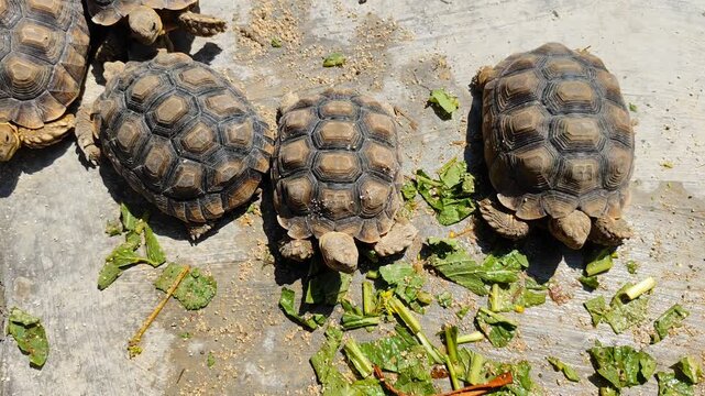 A group of young Centrochelys sulcata tortoises on a concrete surface inside an enclosure. 