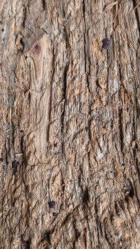 A macro, close-up view of very rough, deeply cracked, weathered wood grain texture. Rustic, antique backdrop of old distressed timber surface details.