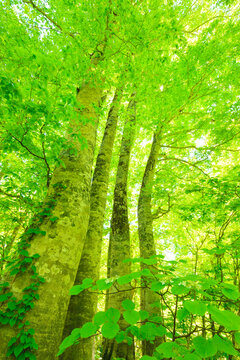 Looking up into Tall Beech Trees in Natural Forest	
