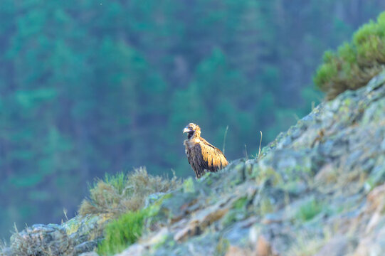 Buitre negro en la Sierra de Guadarrama en Madrid