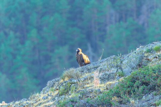 Buitre negro en la Sierra de Guadarrama en Madrid